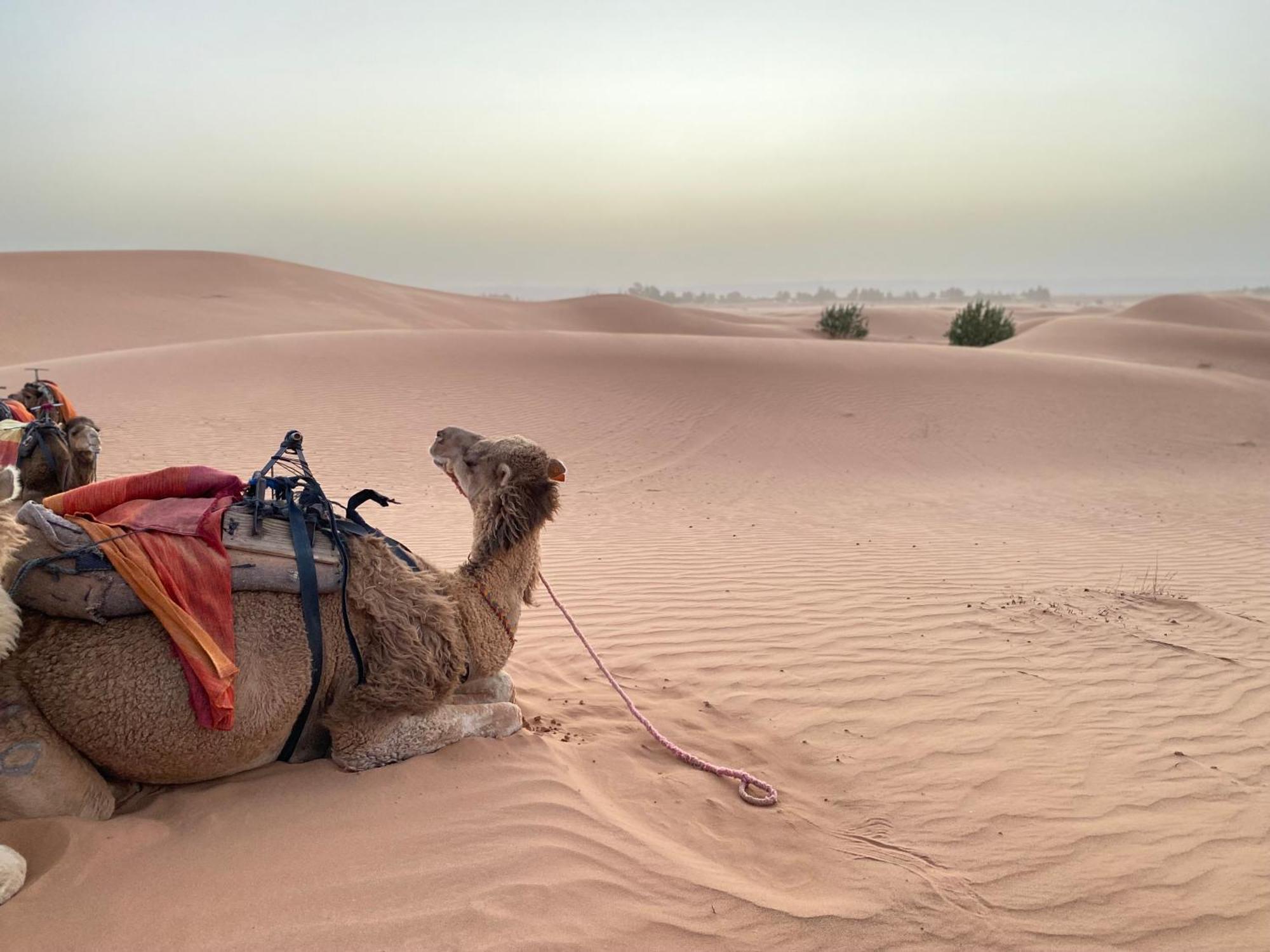 Erg Chebbi Sahara Camp Hotell Merzouga Eksteriør bilde